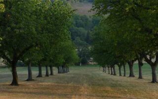 Eine Allee durch saftige Wiesen / © Triebwerk
