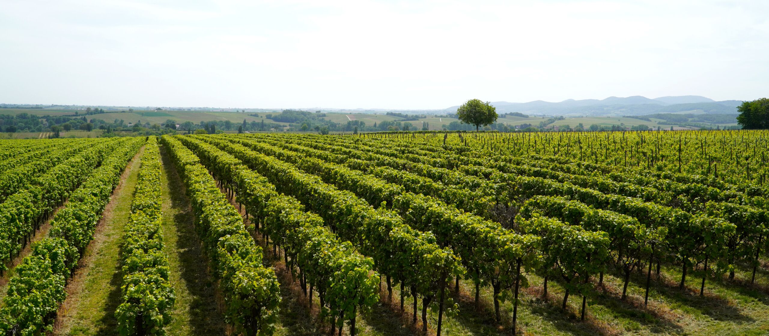 Weinreben, Pfalz, Heimat, Weinbergwanderung