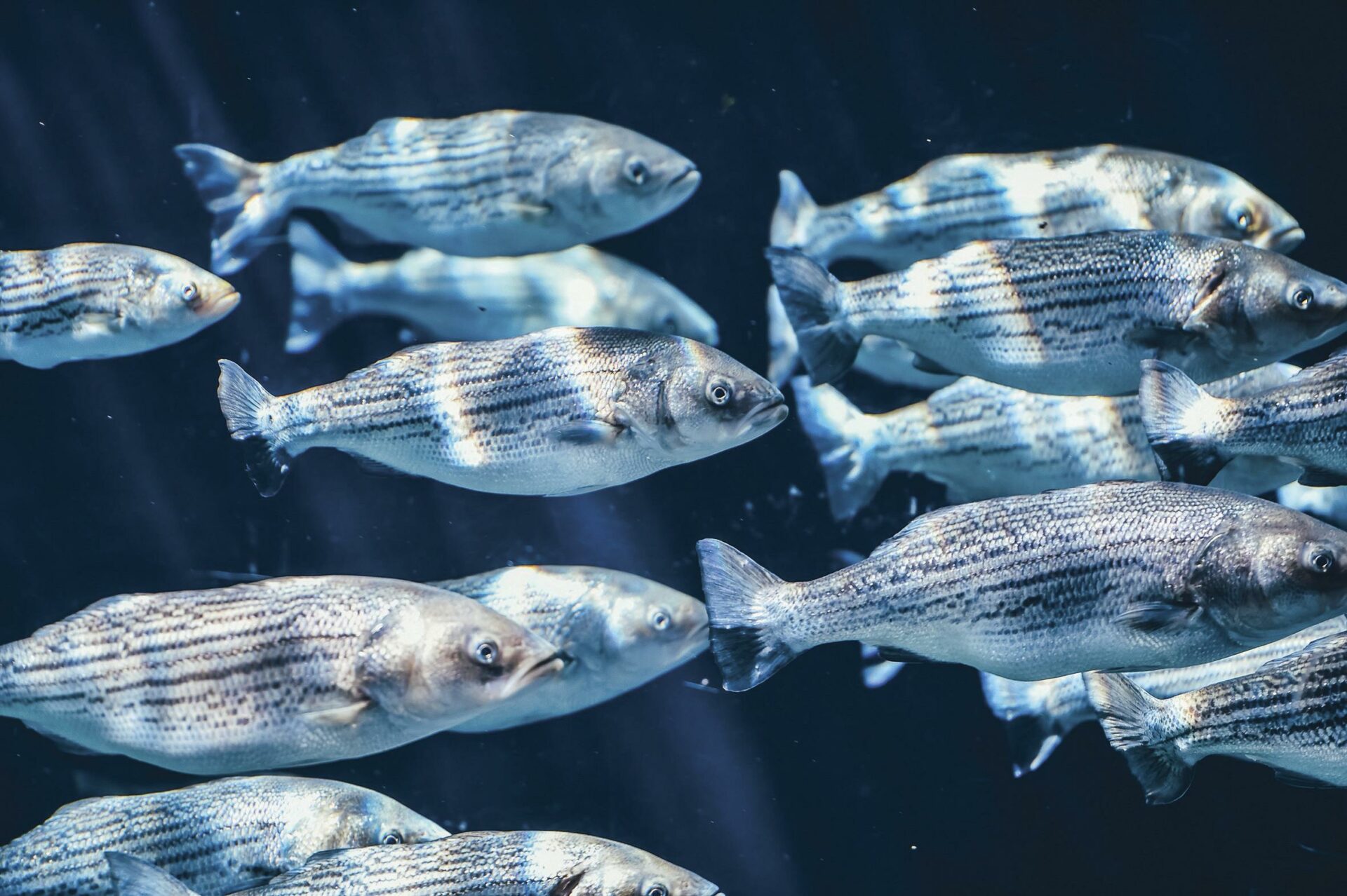 H5roskop_Fische.