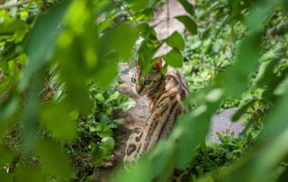 Bilder aus der Pfalz - Katze bei Eisenberg