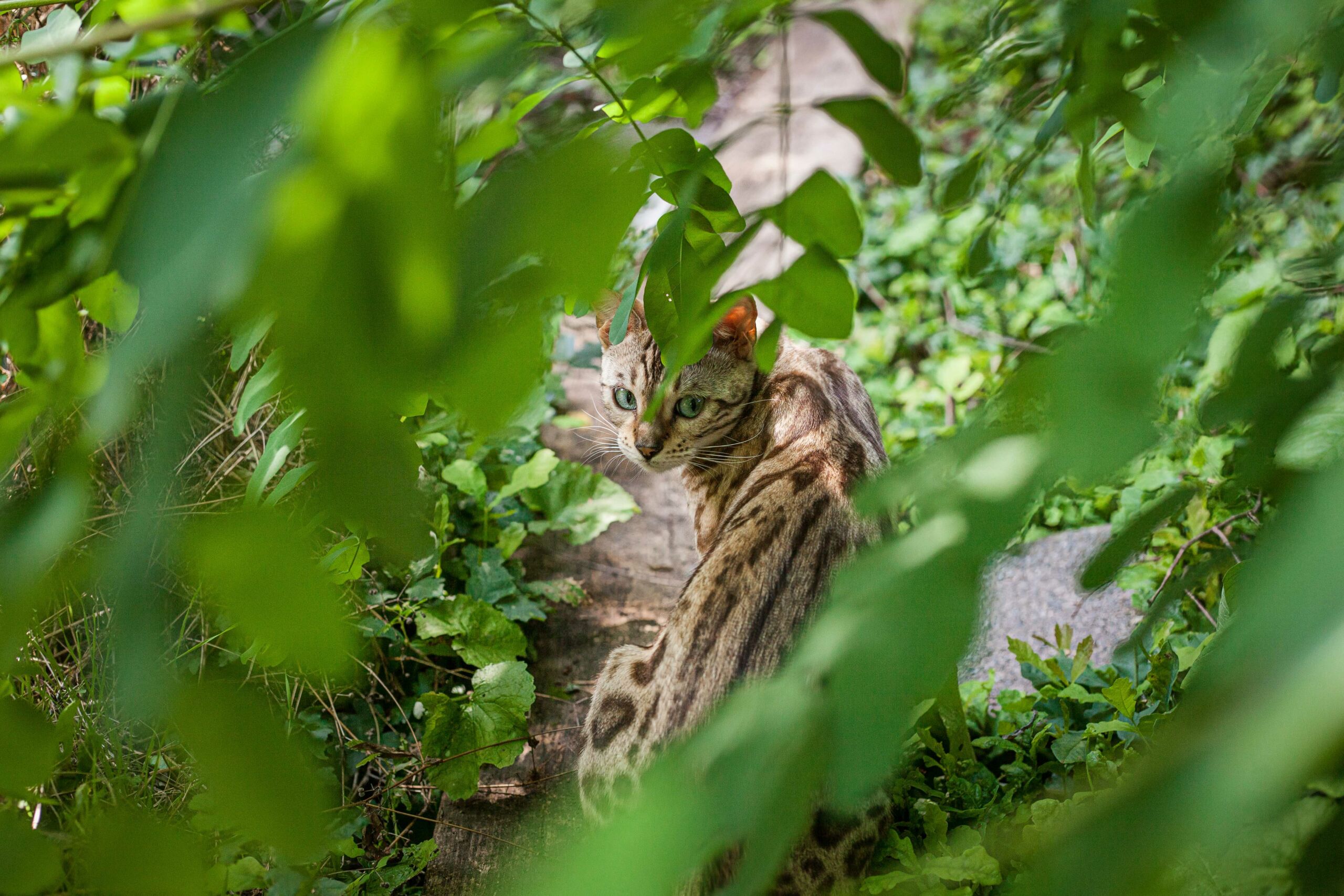 Bilder aus der Pfalz - Katze bei Eisenberg