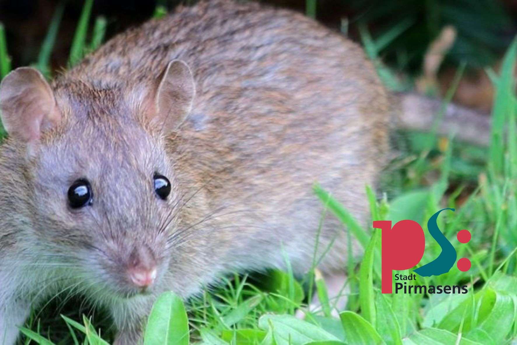 Pirmasens Vorbeugen statt bekämpfen Mit dem Sommer kommen die Ratten