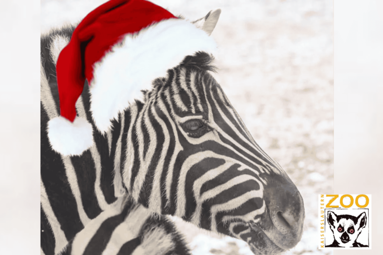 Weihnachtswanderung im Zoo am 26. Dezember
