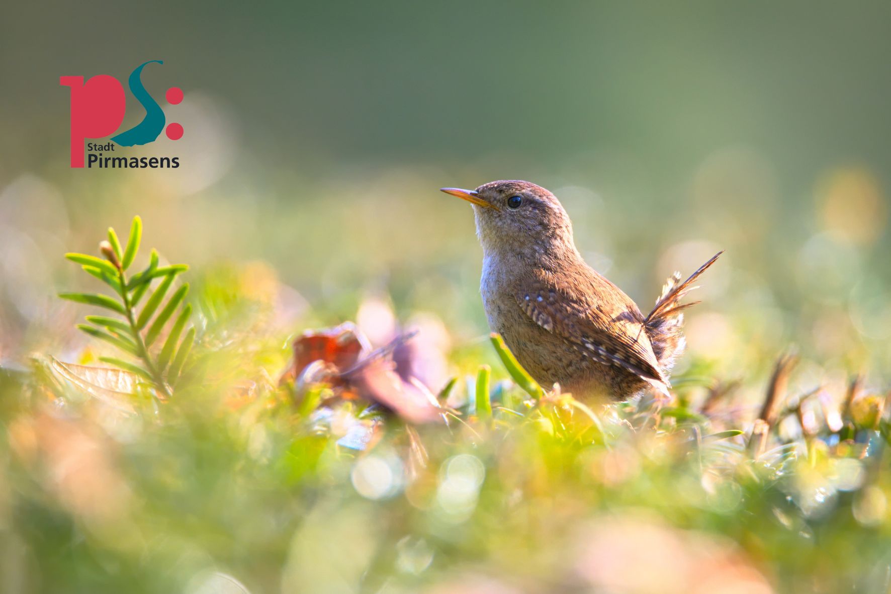Bei der Gartenpflege auch an die tierischen Bewohner denken PS