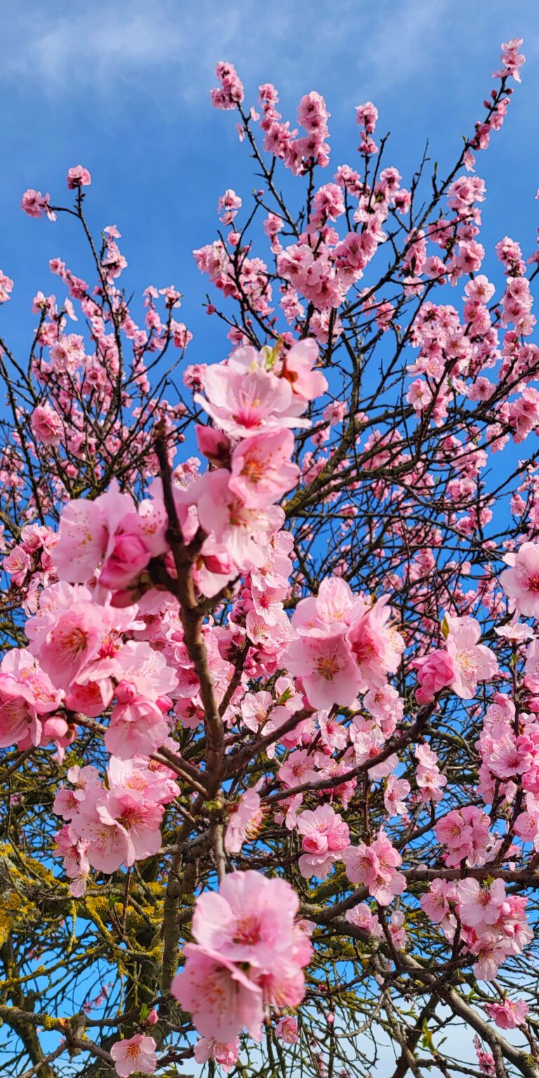Mandelmeile Edenkoben 2026: Mandelblüte genießen auf der Südlichen Weinstraße