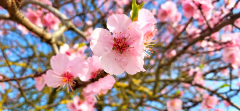 Mandelblütenfest 2026 Gimmeldingen: Termine, Highlights & Tipps zur Mandelblüte in der Pfalz