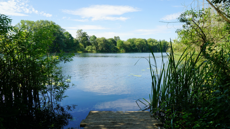 Rohrwoog bei Dahn und Hinterweidenthal: Waldbadeweiher im Pfälzerwald