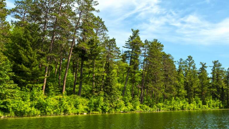 Seehofweiher Erlenbach bei Dahn: Naturbadesee mit Liegewiese, Kiosk und Pfälzerwald-Idylle