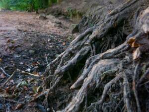 Kein Wasser- trockene Wurzeln